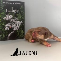 Jacob - Chocolate tri-color male American Bully puppy in Cocoa, Florida from Squash Blossom Bullies