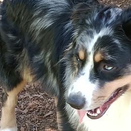 LEO - Miniature Australian Shepherd