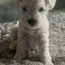 Theodore - White male Miniature Schnauzer puppy in Troutdale, Oregon from Krystle's Miniature Schnauzers