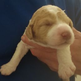 Sydney - Tri-color female Labradoodle puppy in Henderson, Nevada from Hills labradoodles