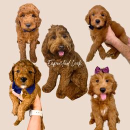 Bernedoodle puppies from Teddy Puppies