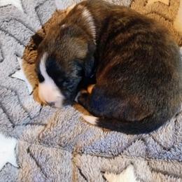 Romeo - Brindle and white male Cardigan Welsh Corgi puppy in Paonia, Colorado from Electric Mountain Cardigan Corgis