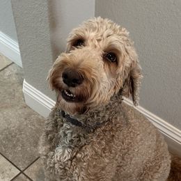 Summer - Goldendoodle