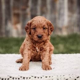 Goldendoodle Puppies from 307 Doodles