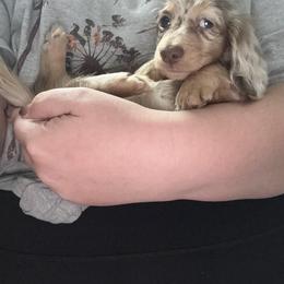 Dachshund Puppies from EntityDachs