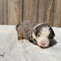 Pearl - Blue merle female Bernedoodle puppy in Wamego, Kansas from Doodles of Oz