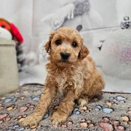 AKC - Shelton - Apricot male Poodle puppy in Lebanon, Missouri from Leerose Puppies