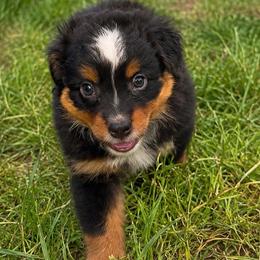 Sequoia - Black tri male Miniature Australian Shepherd puppy in Macomb, Missouri from Show Me MO Aussies