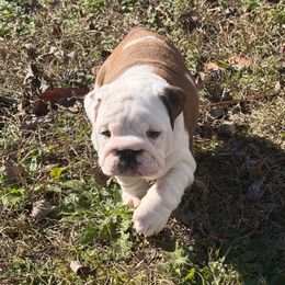 Brisket - Red and white female Bulldog puppy in Aiken, South Carolina from Hayzlett Family English Bulldogs