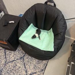 Jayda - Black white and tan female Collie puppy in Beaver, Oklahoma from Lawson’s Lassies