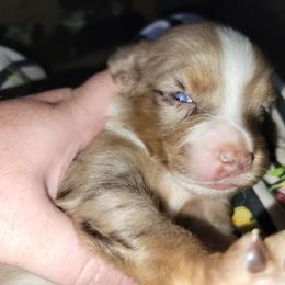 Keebler - Red merle male Australian Shepherd puppy in Fort Cobb, Oklahoma from White Run Ranch
