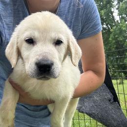 Girl 2- reserved for Jena L - Yellow female Labrador Retriever puppy in Isanti, Minnesota from Four Corners Family Labs