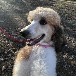 Stevie - Poodle