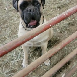 Bullmastiffs from Will-O-Way