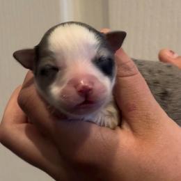 Glitter - Blue merle female Toy Australian Shepherd puppy in North Lakeport, California from Wild Rose Ranch