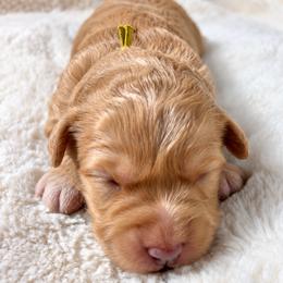 Skye - Apricot female Goldendoodle puppy in Cleveland, Georgia from The O.G. Doodles