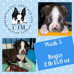 Bogey - Black brindle and white male Boston Terrier puppy in Jupiter, Florida from CJM Boston and Boxer Puppies