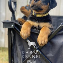 Rottweiler Puppies from KarmaKennelPNW