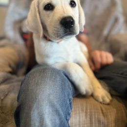 Girl 4 - Yellow female Labrador Retriever puppy in Taylor, Texas from Faithful Labs