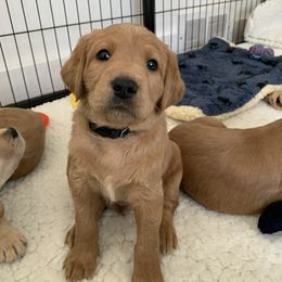 Bearded Retriever, Goldendoodle, and Labradoodle Puppies from Traverse City Doodles