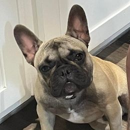 French Bulldogs from Mecum French Bulldogs
