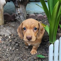 Silky wirehaired Joy AKC - Red female Dachshund puppy in Torrance, California from Lucky Dachshunds