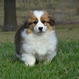 Sable Male 4 (Fluffy) - Sable male Pembroke Welsh Corgi puppy in Kansas City, Missouri from Willow Creek Corgis
