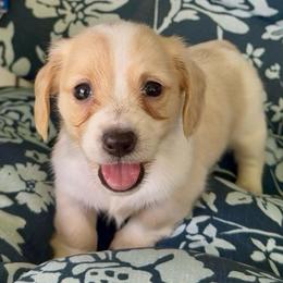 COCONUT Cream piebald - Cream female Dachshund puppy in Fort Pierce, Florida from Meldox