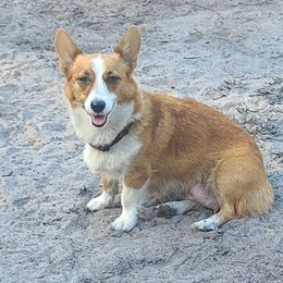 Shelby - Pembroke Welsh Corgi