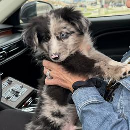 White - Blue merle male Toy Australian Shepherd puppy in Cedar Creek, Texas from Rowdy Ranch Tx