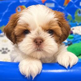 Maizie - Black gold and white female Shih Tzu puppy in Providence, Rhode Island from All4Paws