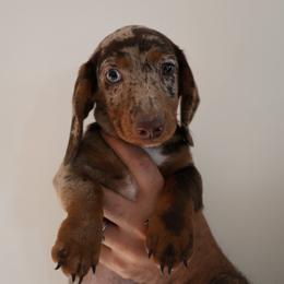 AJ - Dapple male Dachshund puppy in Jurupa Valley, California from Divine Doxies