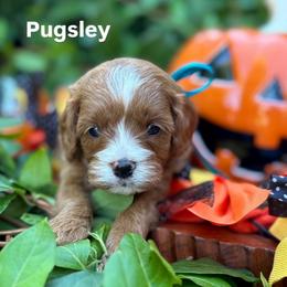 Pugsley - Red male Cavapoo puppy in Herriman, Utah from Gypsi Doodles & Poodles LLC.