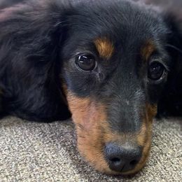 Nora - Dachshund