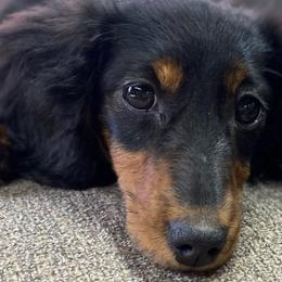 Nora - Dachshund