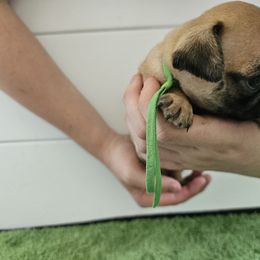 Green - Fawn male Pug puppy in Tallapoosa, Georgia from West Georgia Pugs