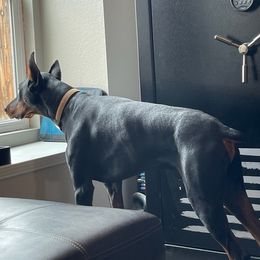 Doberman Pinschers from Duran Dobermans