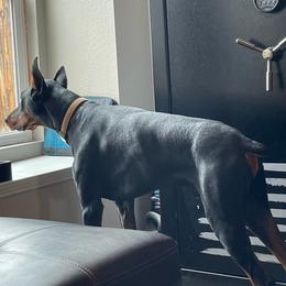 Doberman Pinschers from Duran Dobermans