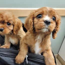 Olivia - Ruby male Cavalier King Charles Spaniel puppy in Manchester, New Hampshire from Evergreen Cavaliers