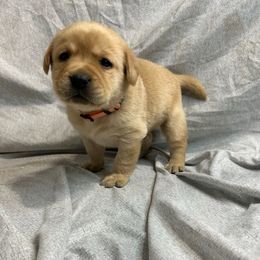 Orange - Yellow male Labrador Retriever puppy in Iowa City, Iowa from Country Road Acres