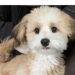 Maisy - Bernedoodle