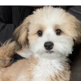 Maisy - Bernedoodle
