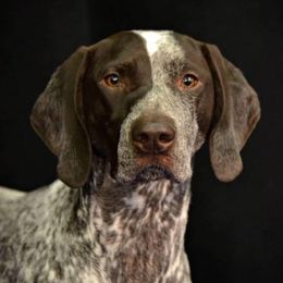 German Shorthaired Pointers from Tracy's GSPs