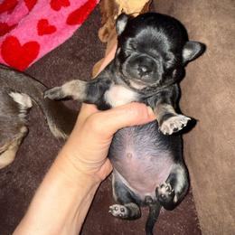 AKC Girl 1 - Black and tan female Chihuahua puppy in Anoka, Minnesota from Anoka County MN AKC Chihuahuas