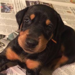 Doberman Pinschers from Adara Dobermans