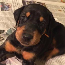 Doberman Pinschers from Adara Dobermans