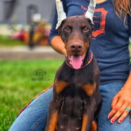 Gloria - Red and rust female Doberman Pinscher puppy in China Township, Michigan from Snell's Superior Kennel Dobermann & GSP