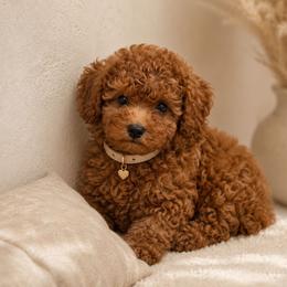 Sushi - Red male Maltipoo puppy in San Diego, California from Maltipoos SD