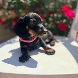 Rosie - Black and tan female Dachshund puppy in Aiken, South Carolina from Ruffski Pups Kennels