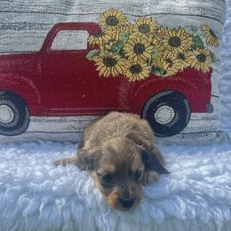 Dachshunds from Wood’s  Wieners